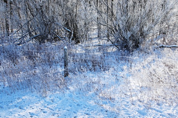 Winter Frost by Deb Oppermann